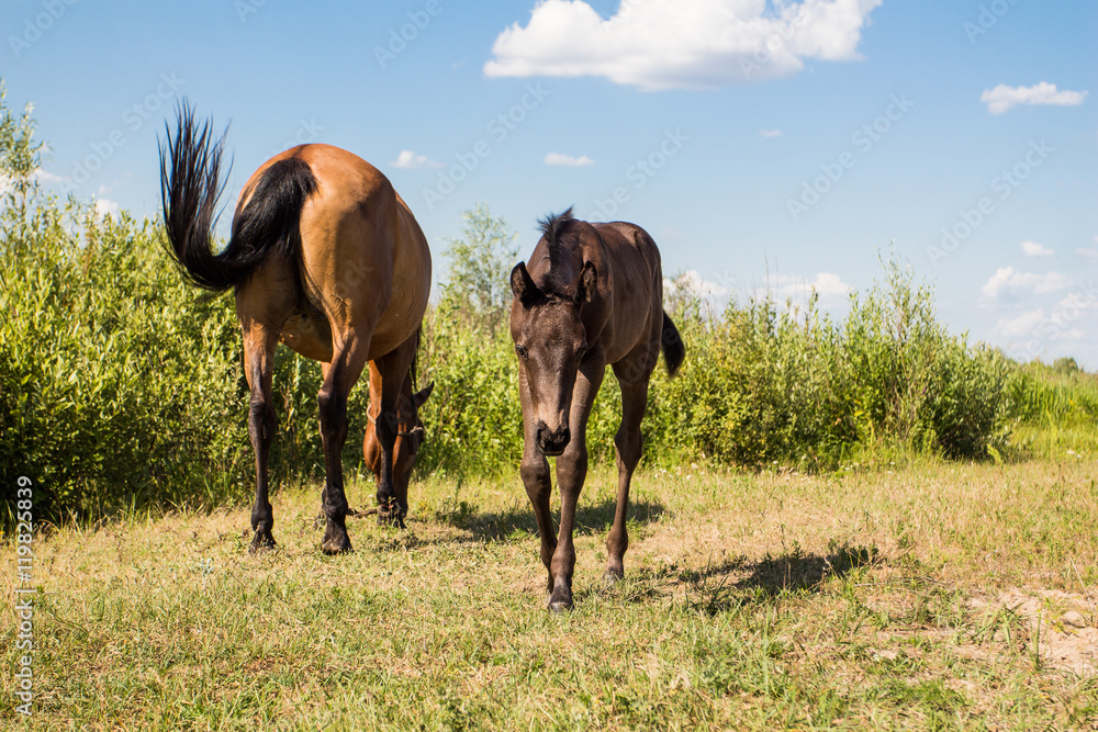 pasturing chestnut horse with little foal