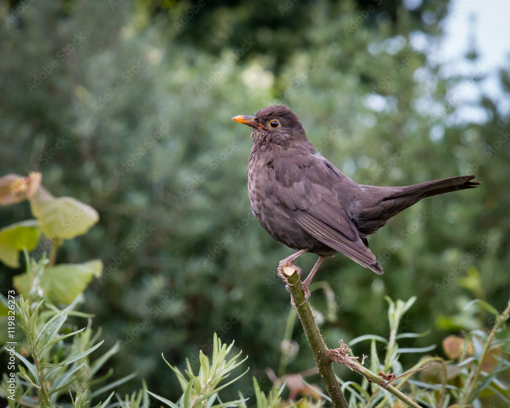 Female blackbird perched on a branch Female blackbird perched on a branch
