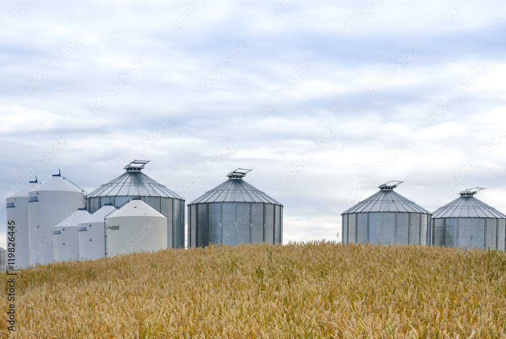 Field of ripening wheat with steel bins in the background ready to be filled with the farm harvest