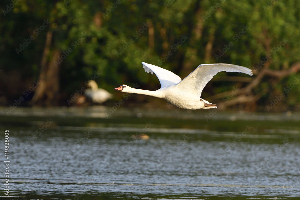 Obraz premium Höckerschwan im Flug