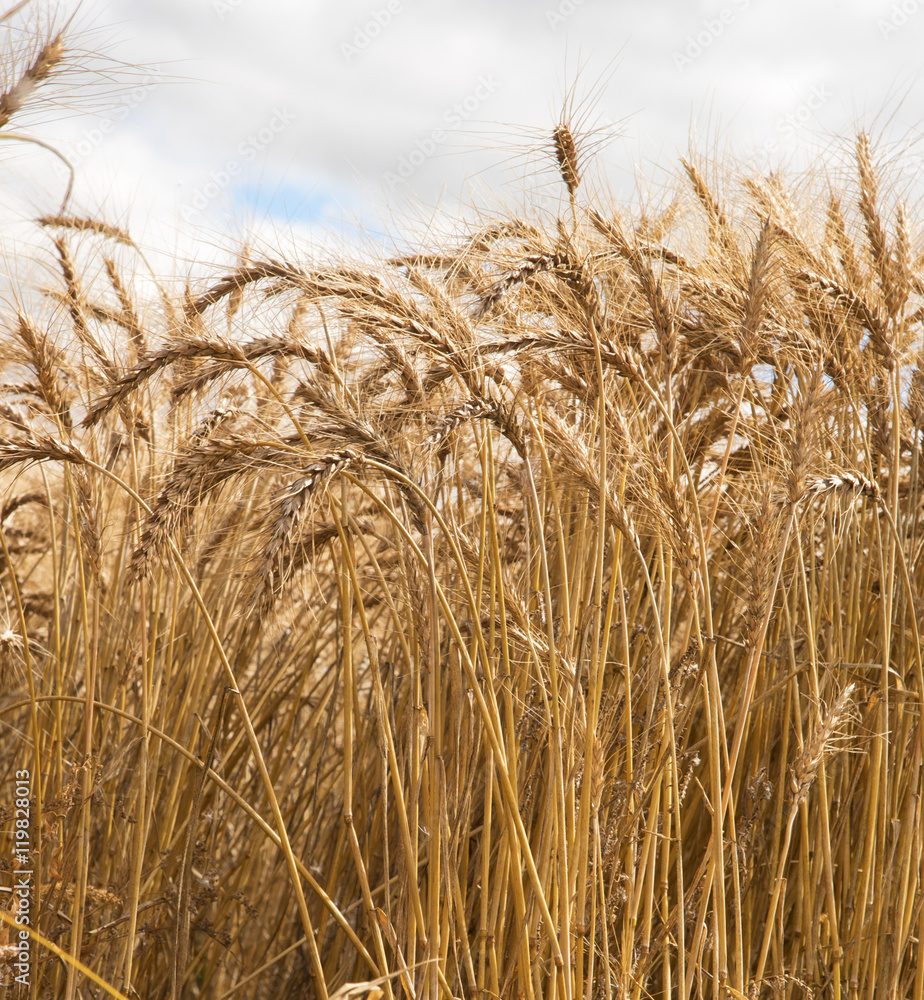 A beautiful macro of ripe golden bearded wheat against a blue sky in Saskatchewan