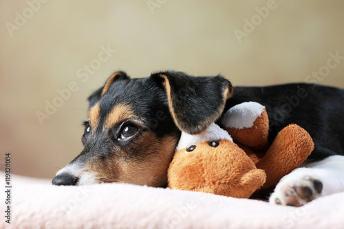 liegender Jack Russell Terrier Welpe