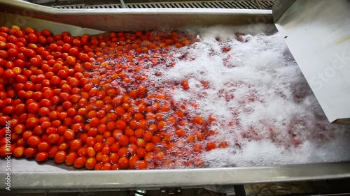 Automatic line for the canning industry.Preserving Vegetables. Washing Tomatoes.