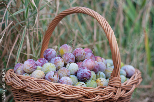 plum in a wicker basket in the garden