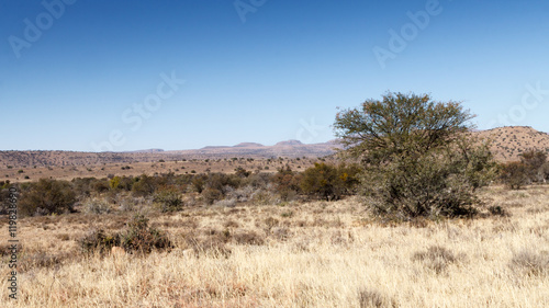 The Tree - Mountain Zebra National Park