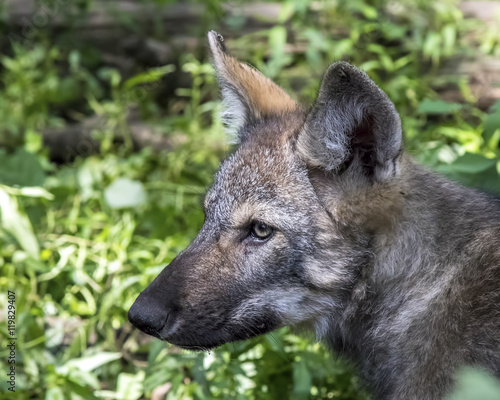 Endangered wolf puppy