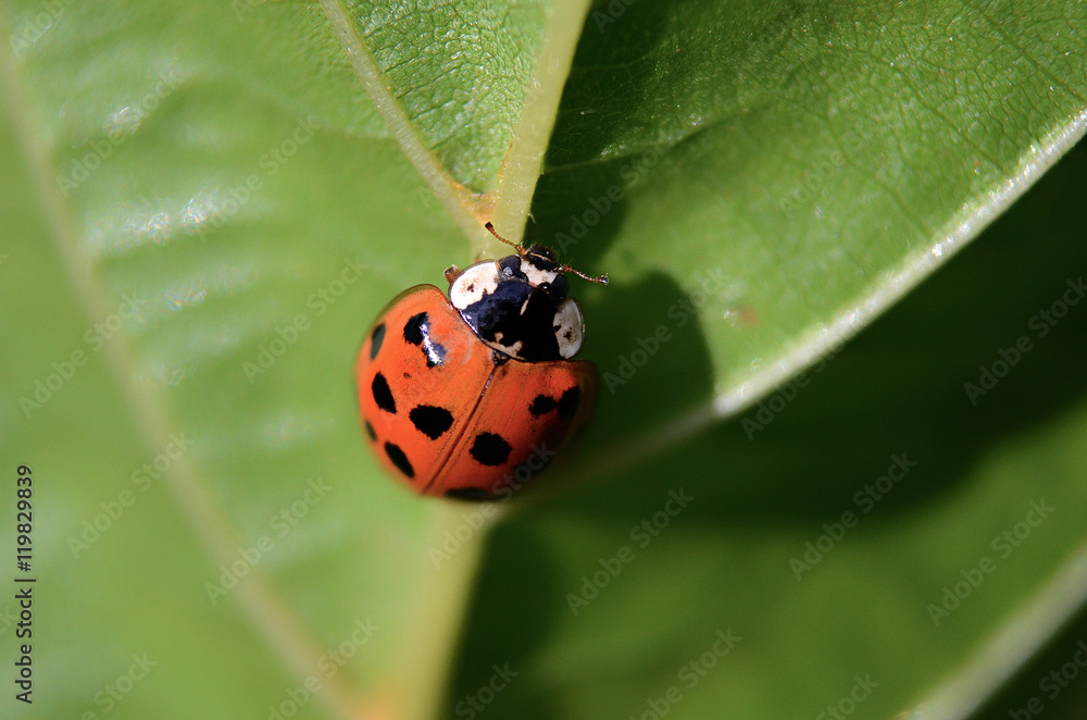 ladybug ladybug