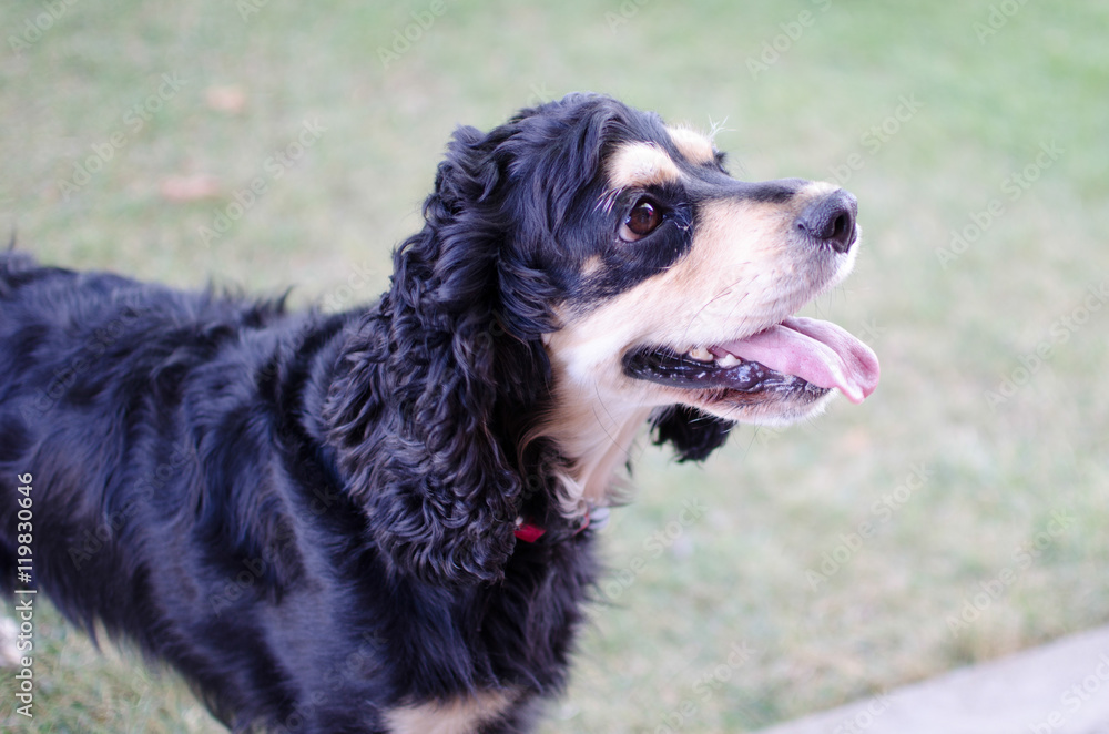Fototapeta premium COCKER SPANIEL NEGRO JUGANDO Y AGOTADO 