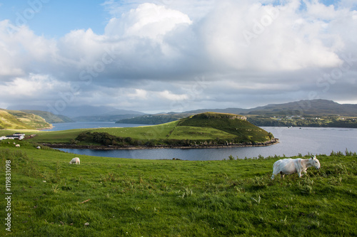 Küstenlandschaft und Schafe, Isle of Skye, Schottland