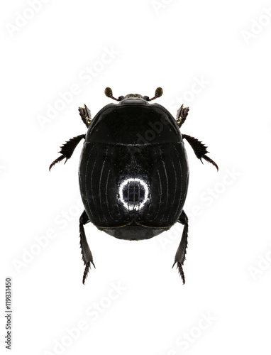 Clown Beetle Margarinotus on white Background  -  Margarinotus striola (Sahlberg, 1819) photo