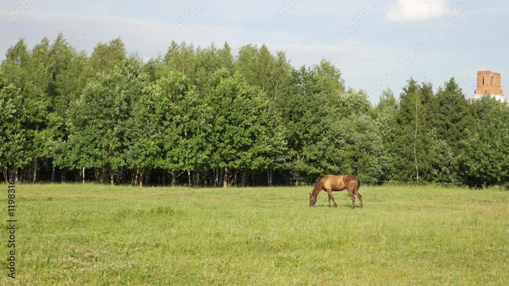 Brown horse pasturing alone on a green field near a park trees Brown horse pasturing alone on a green field near a park trees