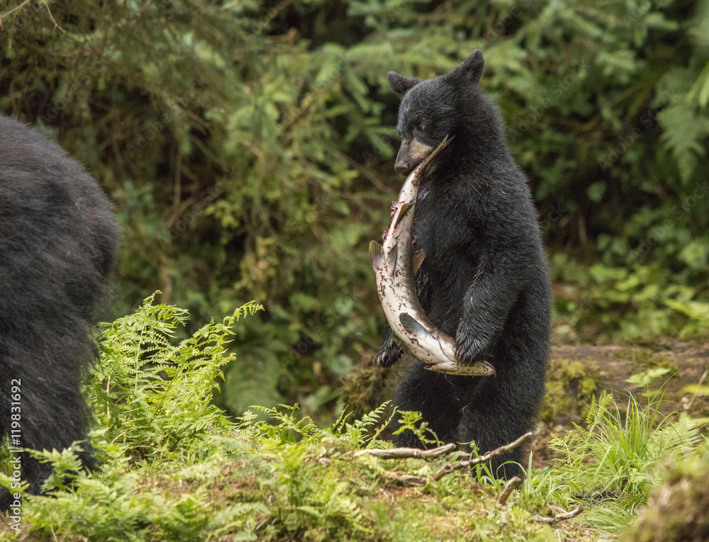 Obraz premium Bear, black bear, black bear cub, fish, salmon, cute, Anan Creek, Alaska,