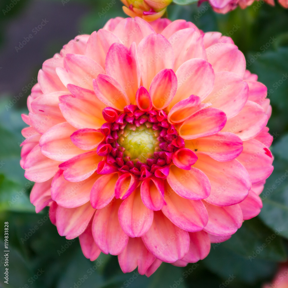 Chrysanthemum flower closeup