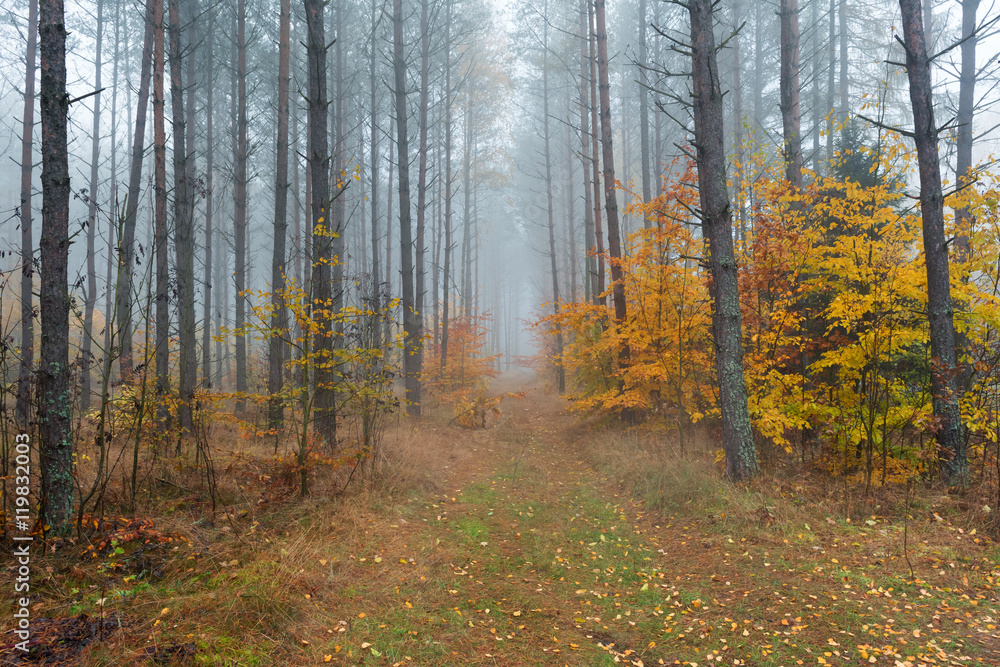 A forest on a foggy day. Autumn landscape. A forest on a foggy day. Autumn landscape.