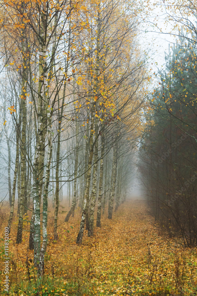Fototapeta premium A forest on a foggy day. Autumn landscape.