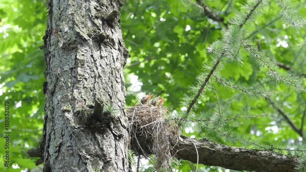Nest with hungry baby birds on a tree in a green leaves Stock Video ...