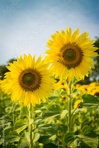 sunflower in day time