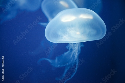 Jellyfish Underwater closeup