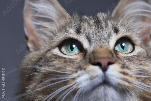muzzle of a beautiful cat with green eyes o