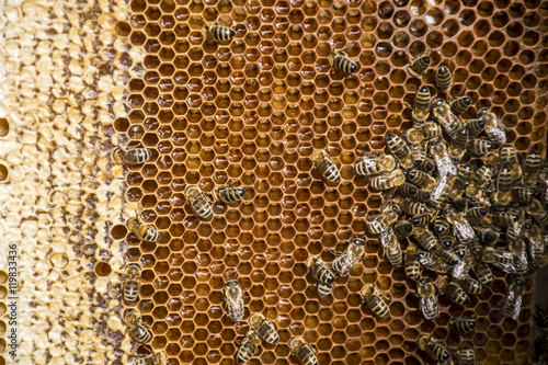 Beekeeper making fresh golden honey bees healthy