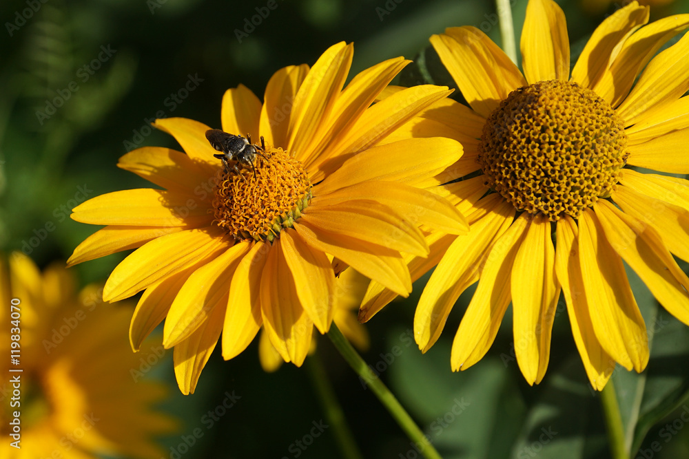 Fototapeta premium yellow daisy
