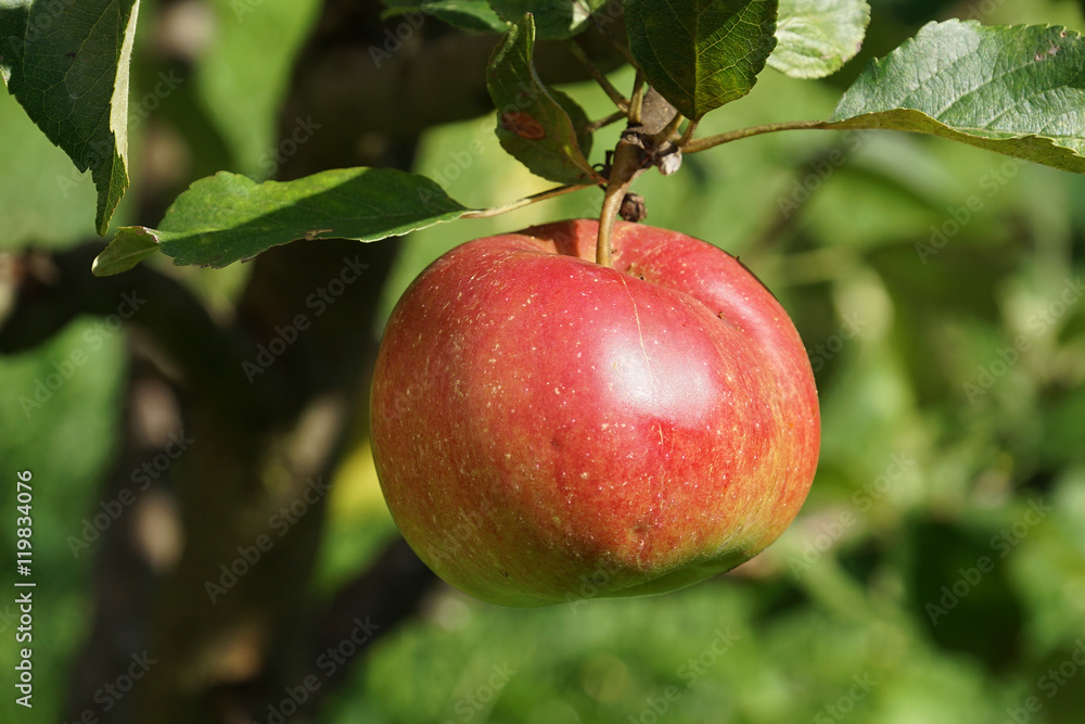 apples apples