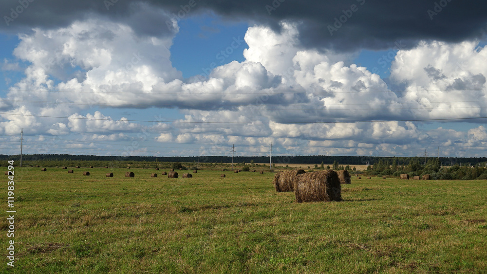 Obraz premium meadow