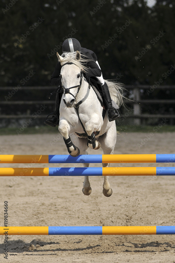 saut d'obstacle en équitation