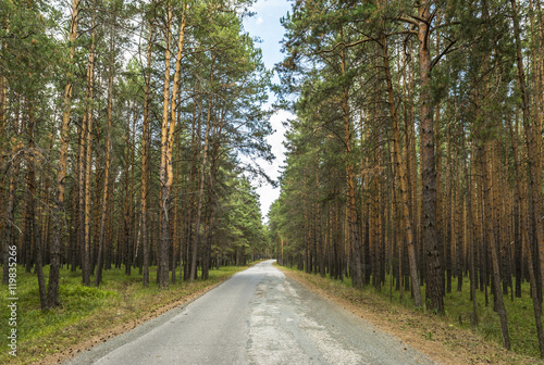 The road passing through the pine forest.
