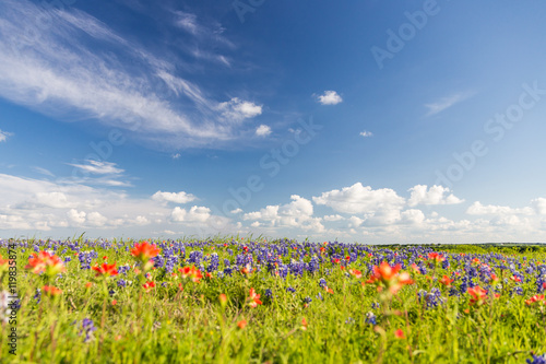 bluebonet and indian paintbrush filed and blue sky.