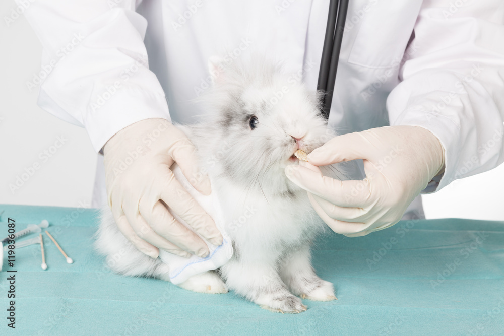 Obraz premium check up hasenzähne