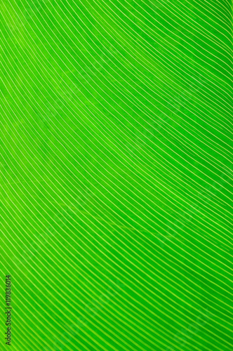 Close up green leaf line  Background and texture