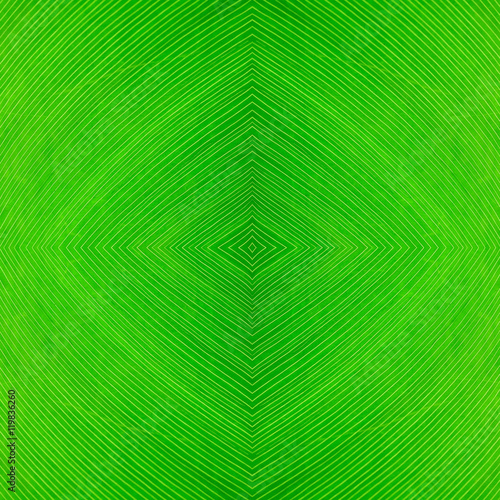 Close up green leaf line  Background and texture