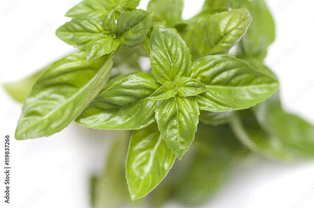 Fresh basil leaves Fresh basil leaves