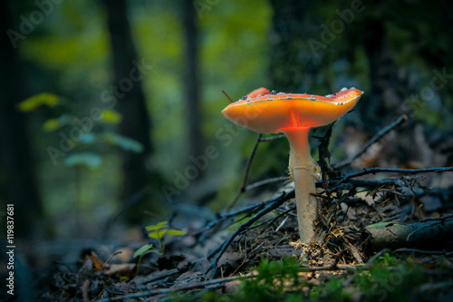 Glowing fly agaric mushroom in the dark forest