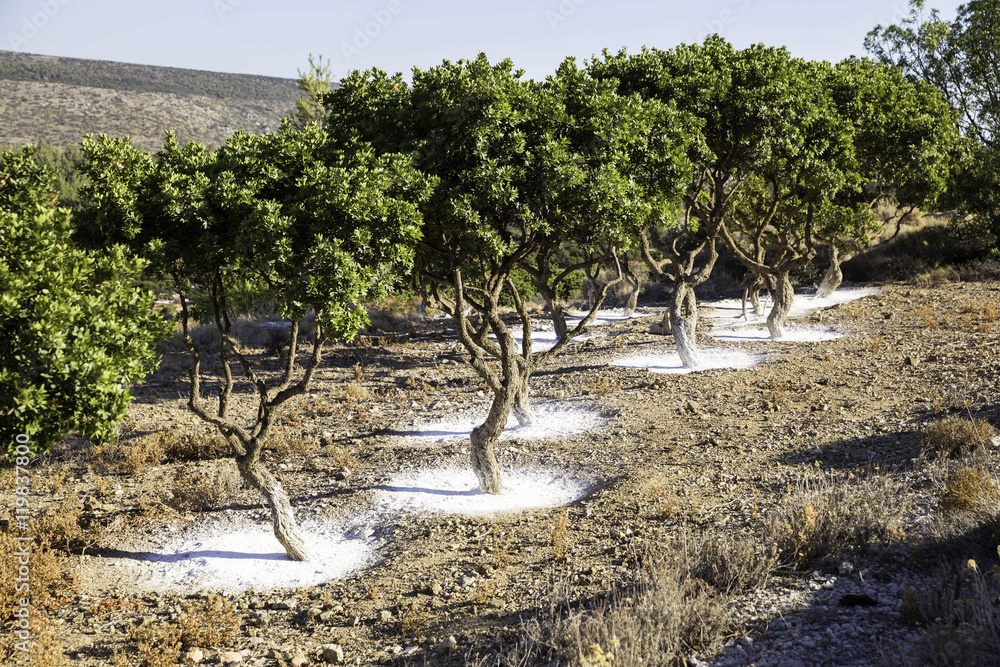 Obraz premium Mastic tree garden in Chios island, Greece