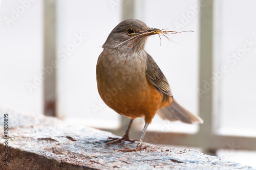 Sabia Laranjeira bird with some sticks the nozzle leading to build their nest. photo