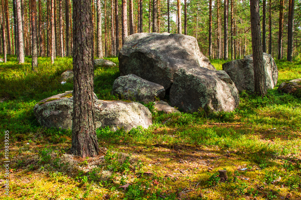 Pile of boulders in pine forest in sunny summer day. Pile of boulders in pine forest in sunny summer day.