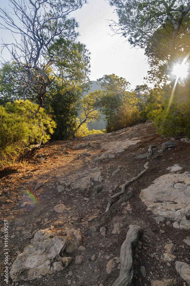 rocky trail in the forest
Ibiza, Spain rocky trail in the forest
Ibiza, Spain