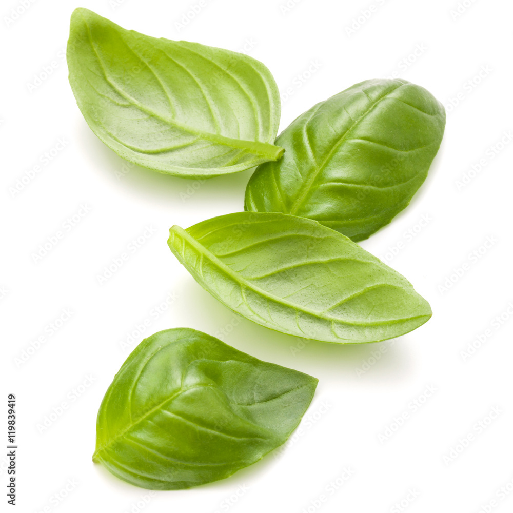 Fototapeta premium Sweet basil herb leaves handful isolated on white background clo