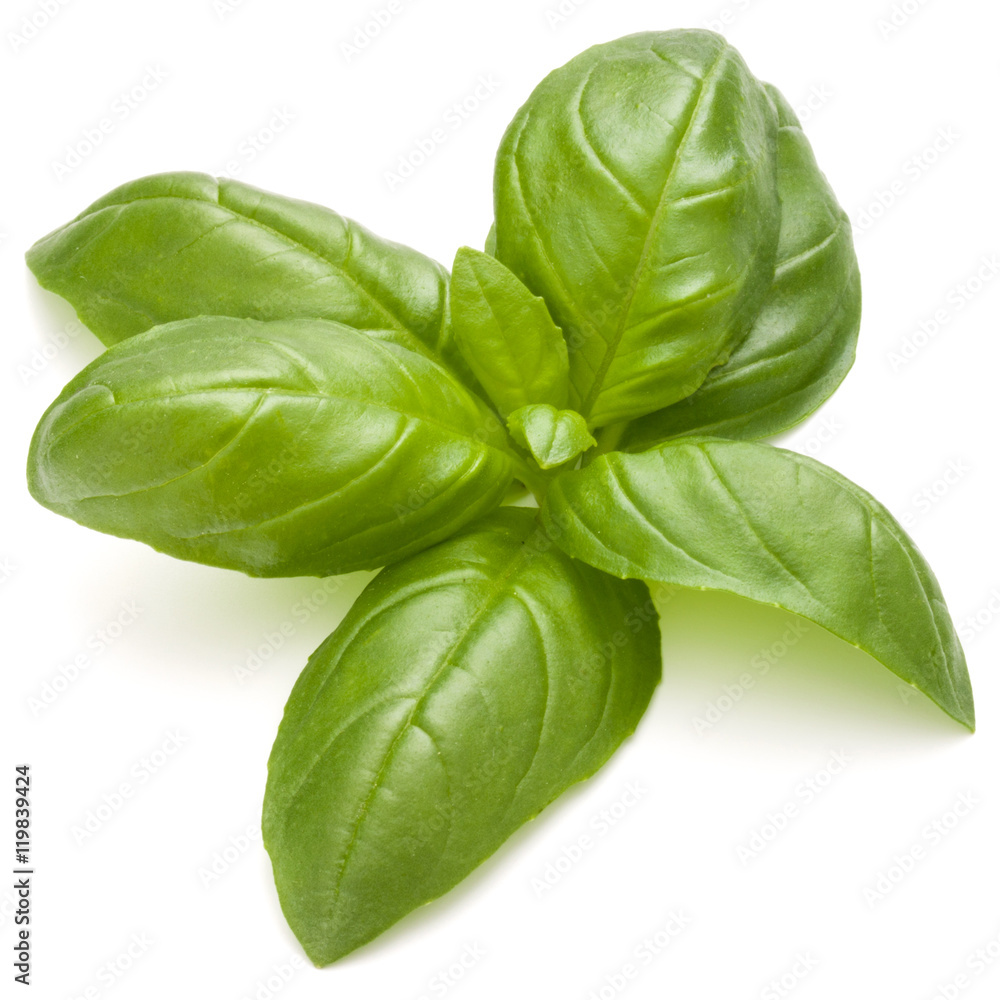 Fototapeta premium Sweet basil herb leaves isolated on white background closeup