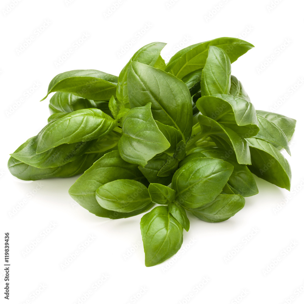 Sweet basil herb leaves bunch isolated on white background Sweet basil herb leaves bunch isolated on white background