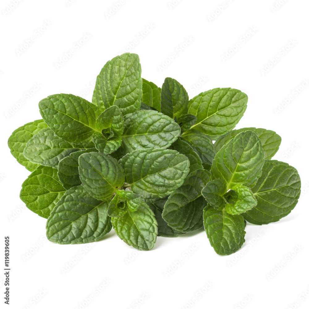 Fresh mint herb leaves isolated on white background cutout Fresh mint herb leaves isolated on white background cutout