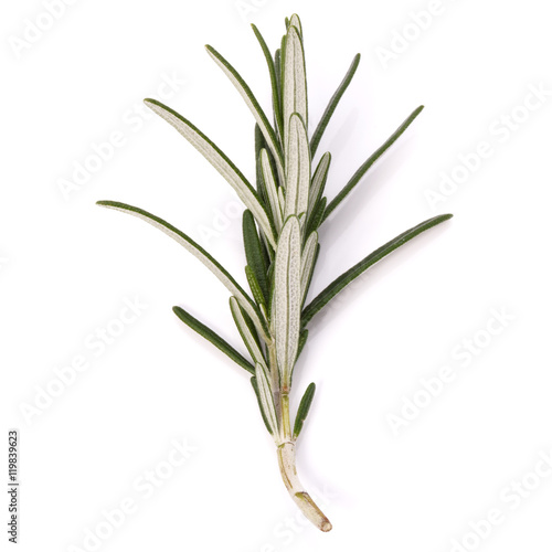 rosemary herb spice leaves isolated on white background cutout