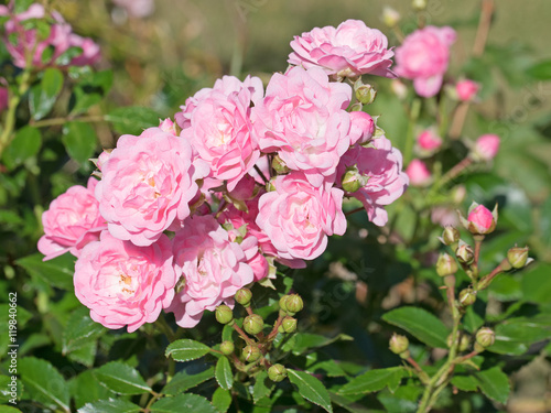 Rosen, Kulturrosen, Roses