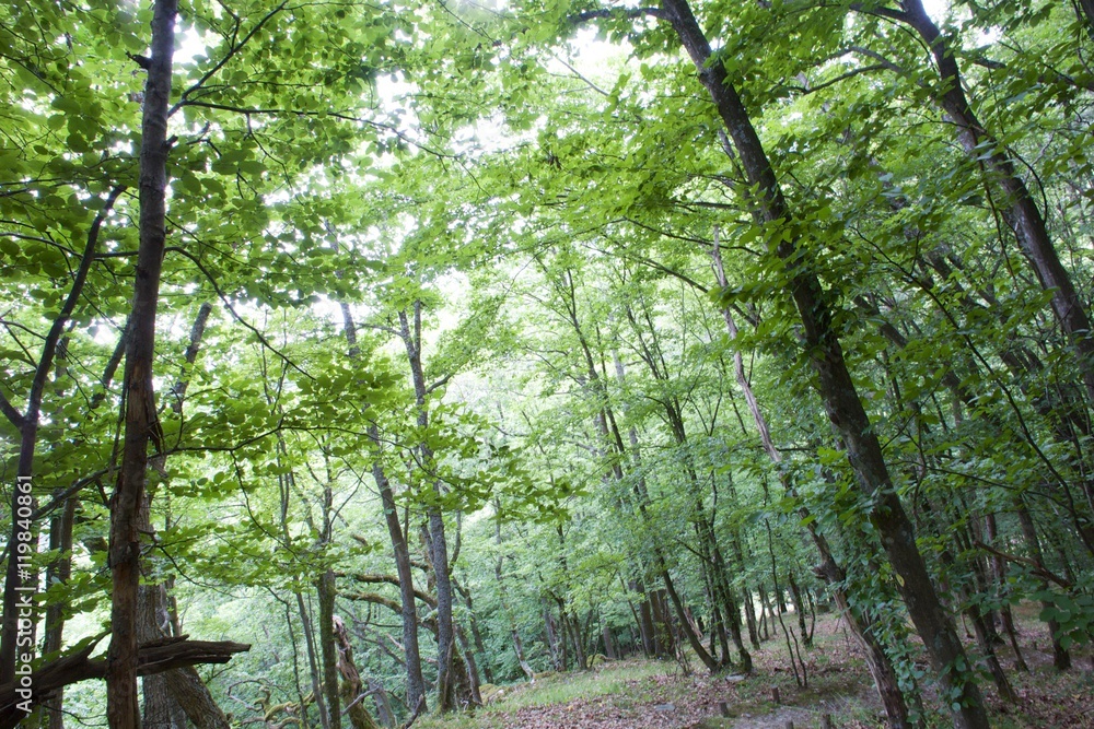 Fototapeta premium Wald