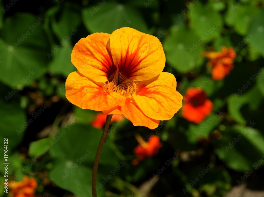 orange flowers of nasturtium plant orange flowers of nasturtium plant