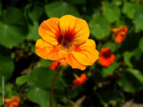 orange flowers of nasturtium plant