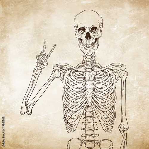 Human skeleton posing over old grunge paper background vector
