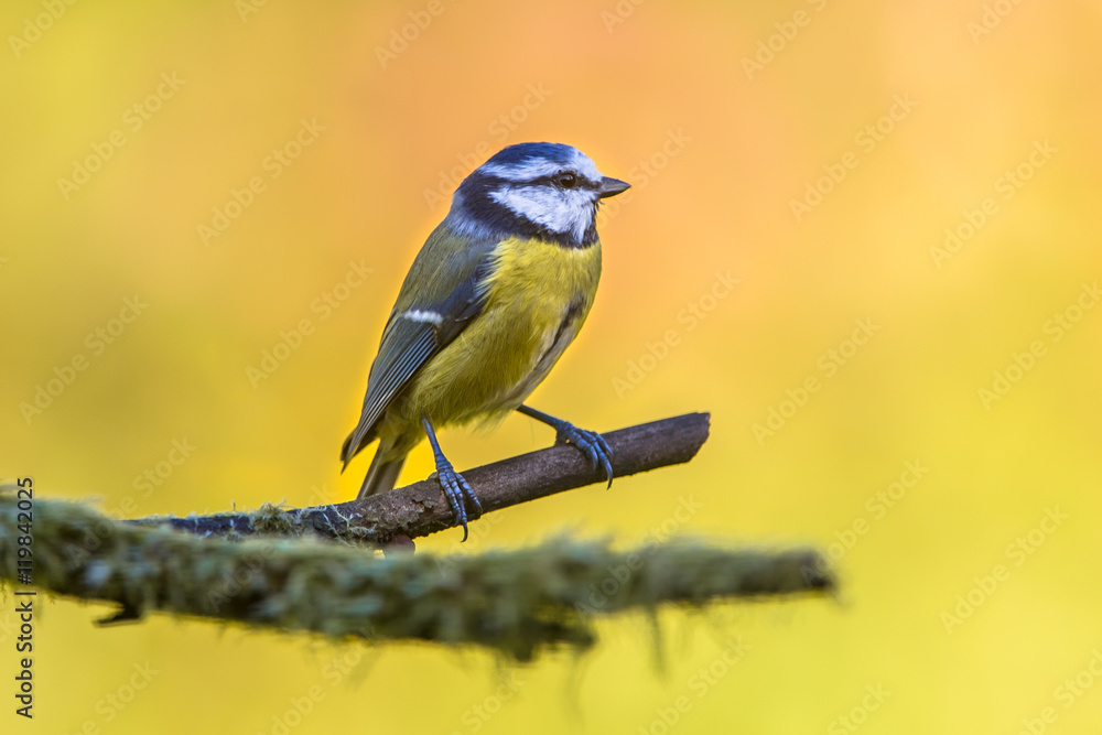 Blue tit in september